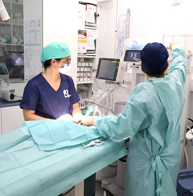 Centro Cirúrgico Veterinário 24 Horas na Tigre D'água