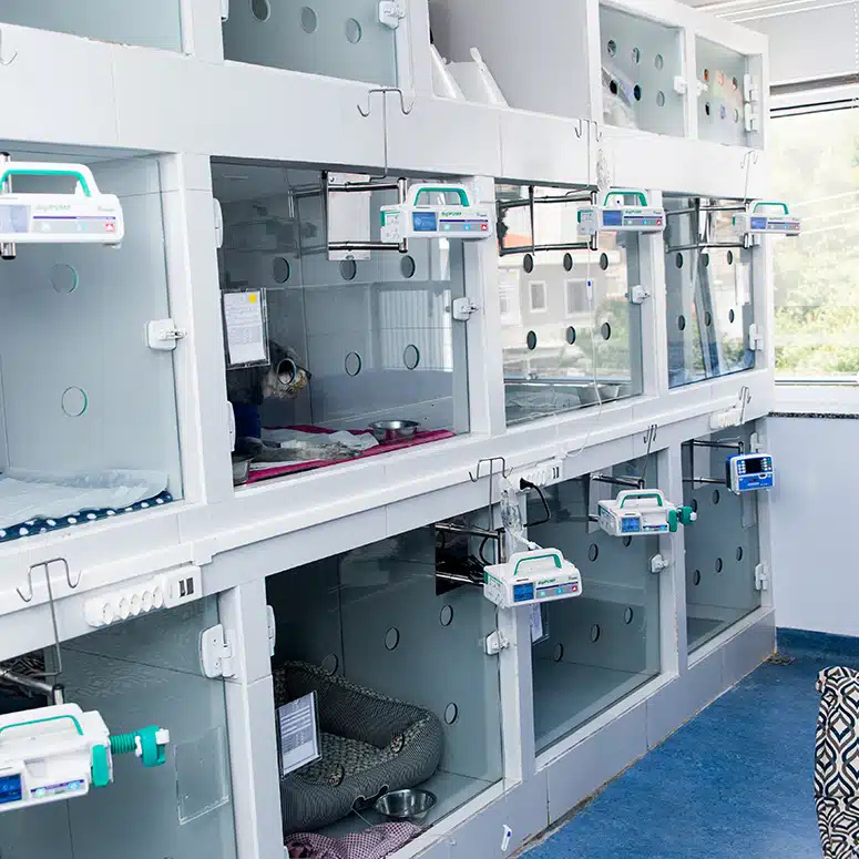 Internação Veterinária 24 Horas na Tigre D'água